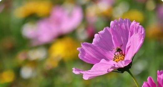 《战车少女14攻略大全》(跟着攻略学习最强战术!)-第2张图片-游技攻略库 《战车少女14攻略大全》(跟着攻略学习最强战术!)-第2张图片-游技攻略库