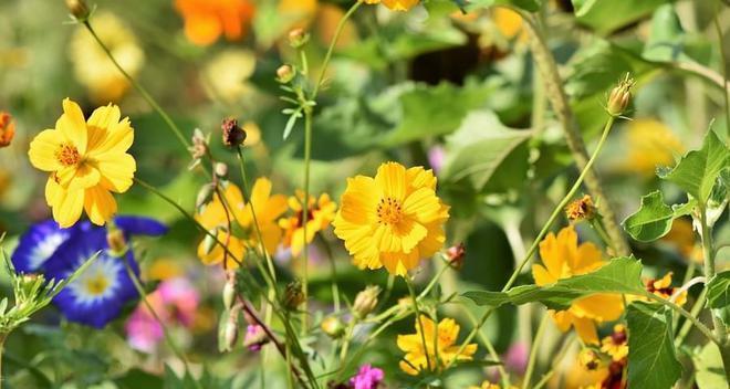 以绿色循环圈攻略五行，打造可持续发展的未来-第1张图片-游技攻略库