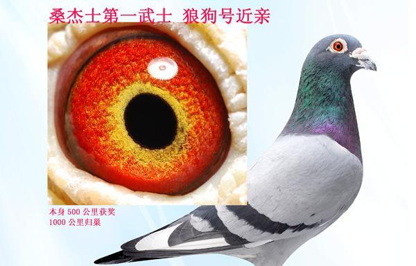 如何以狼狗教学技能出装攻略（提高教学效果的关键装备和策略）-第3张图片-游技攻略库