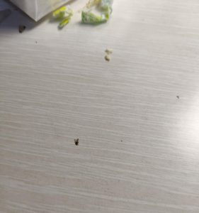 光遇中的打人巴掌怎么获得